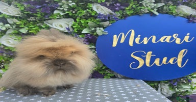 Lionhead rabbits - Advert 5