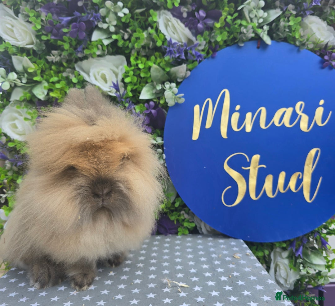 Lionhead rabbits for sale: Purebred Lionhead babies available  - Image 9