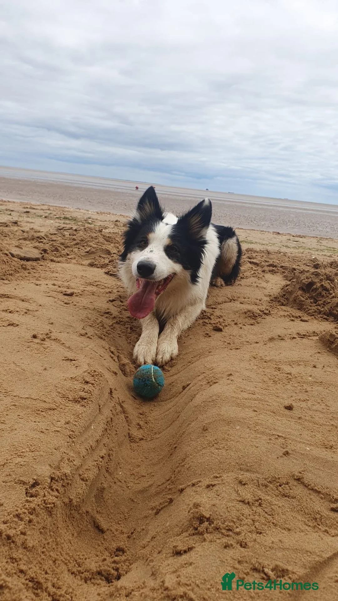 Border Collie dogs for stud: Proven Border Collie Mix Stud in Alfreton - Advert 2