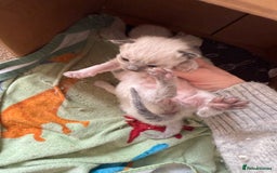 Ragdoll cats for sale: Ragdolls🐈 - Image 4