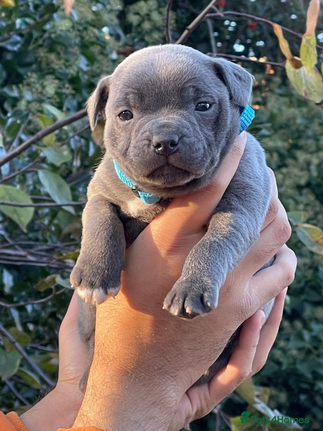 Staffordshire Bull Terrier dogs for sale: SIMPLY STUNNING COI 5.4% - Advert 6