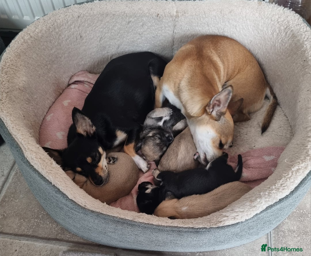 Chihuahua dogs for sale: 5 chihuahua  - Image 13