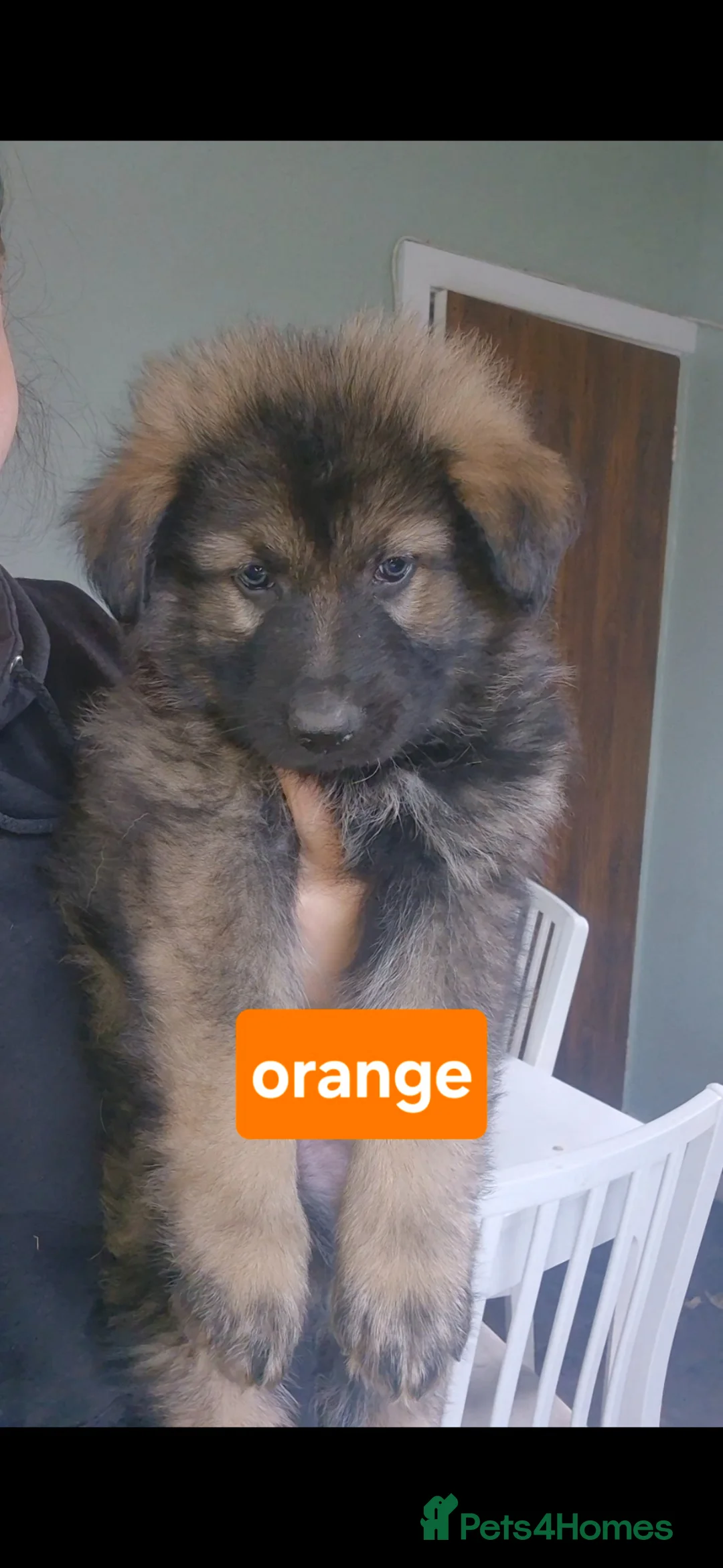 German Shepherd dogs for sale: German Shepherd Puppies  - Advert 9