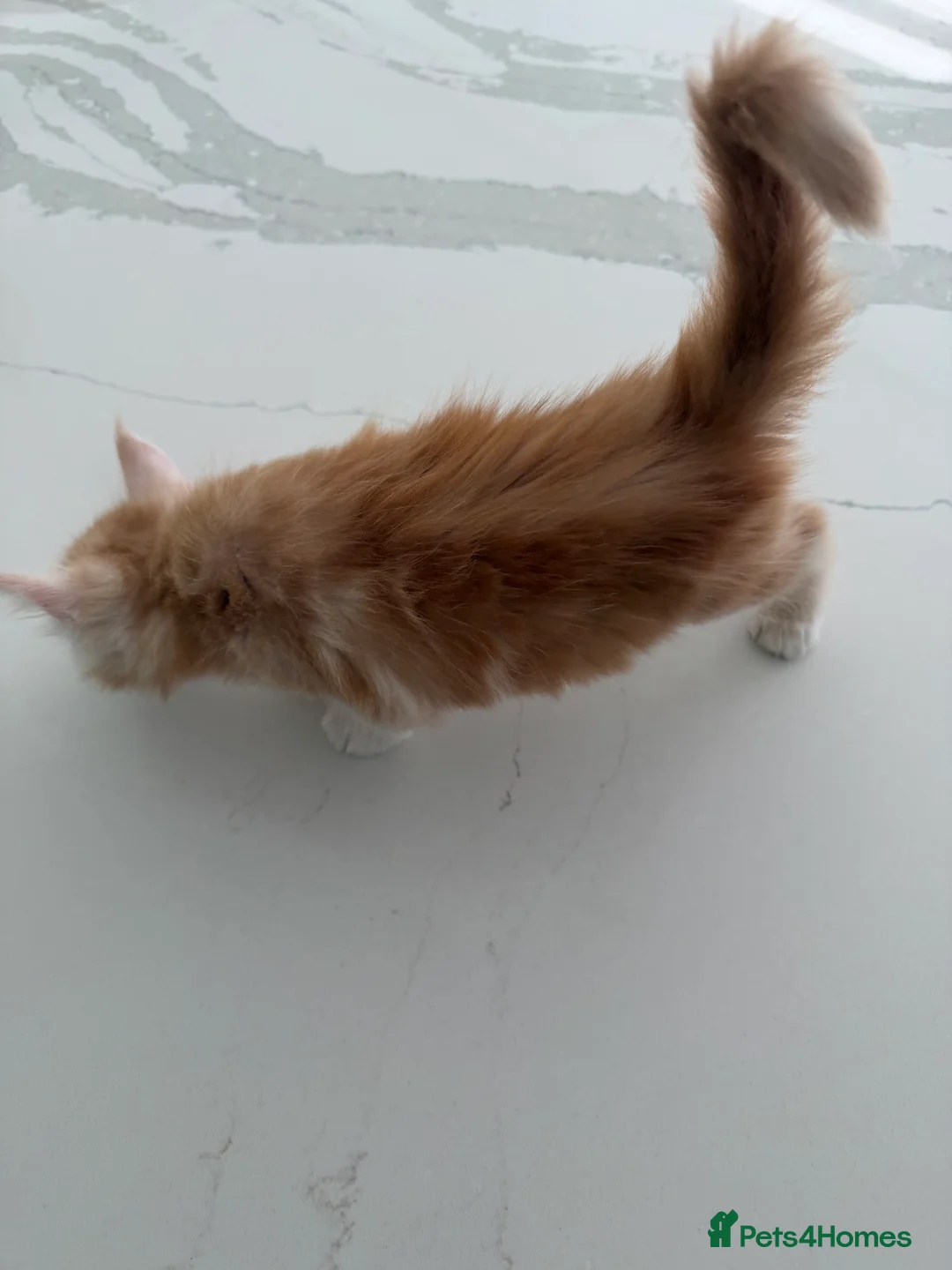Maine Coon cats for sale: Maine Coon Kittens for sale (Surrey location) - Advert 2