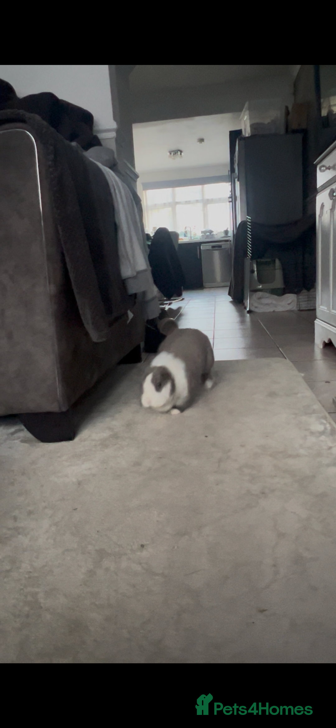 Mini Lop rabbits for sale: Mini lop  - Advert 2