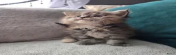 Maine Coon cats for sale: Stunning Maine Coon Kittens - Advert 5