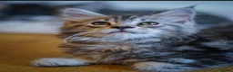 Maine Coon cats for sale:  Reduced full breed Maine coon kittens ready now  - Advert 11