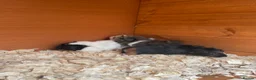 Guinea Pig rodents for sale: Gorgeous mixed breed Guinea Pigs - Advert 7