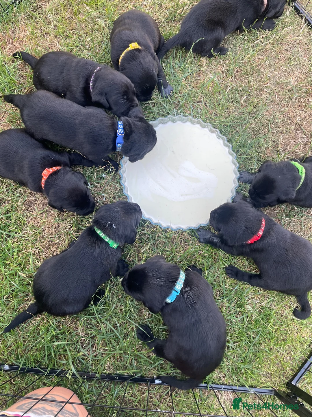 Labrador Retriever dogs for sale: Stunning litter of Labrador Puppies  in Barnsley - Advert 2