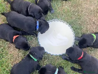 Labrador Retriever dogs Stunning litter of Labrador Puppies - Advert 2