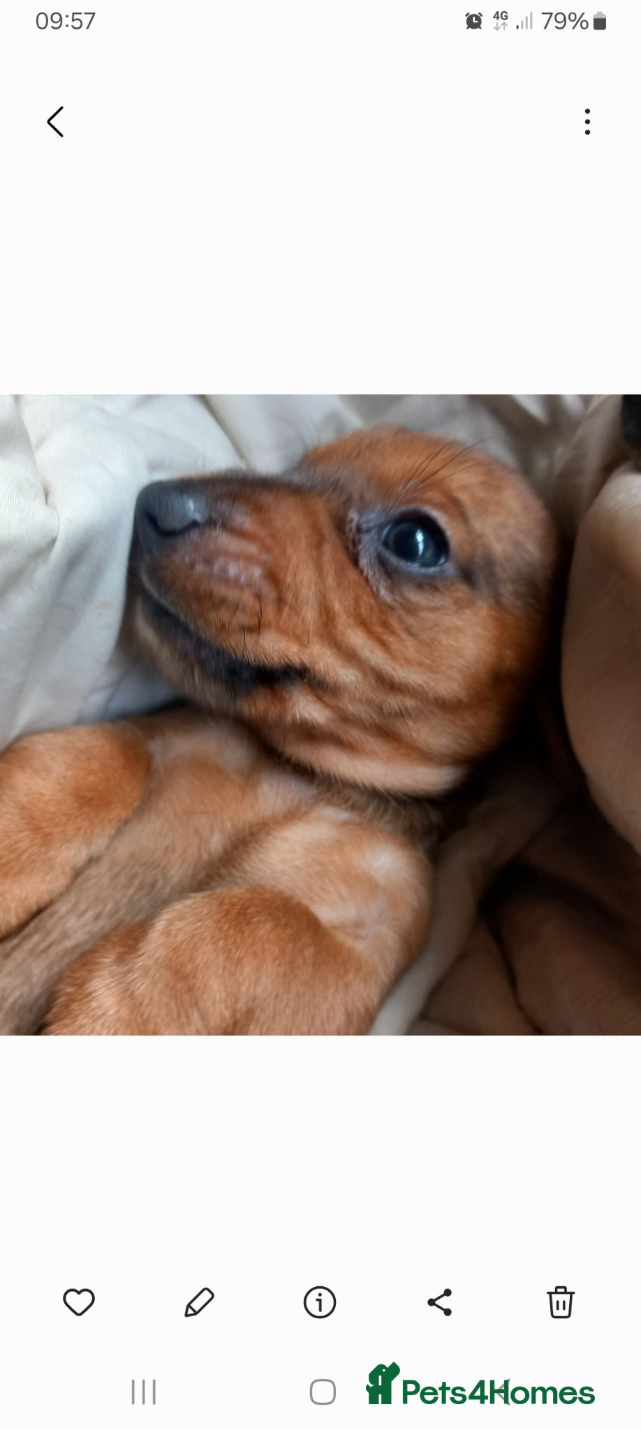 Miniature Dachshund dogs Miniature Dachshund pups - Advert 9