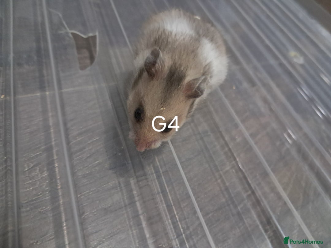Hamster rodents for sale: Adorable Baby syrian hamsters Ready for Rehome - Image 5