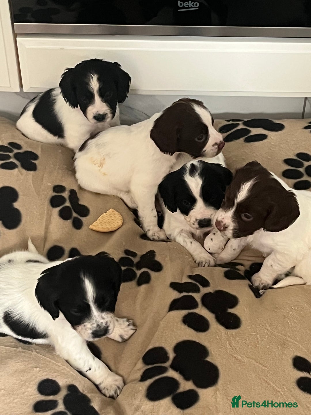 Cocker Spaniel dogs for sale: Cocker spaniel puppies - Advert 6
