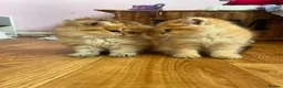 British Longhair cats for sale: Registered British longhair kittens - Advert 3