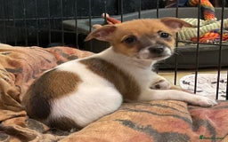 Jack Russell dogs for sale: READY NOW !  No time wasters ! - Image 2
