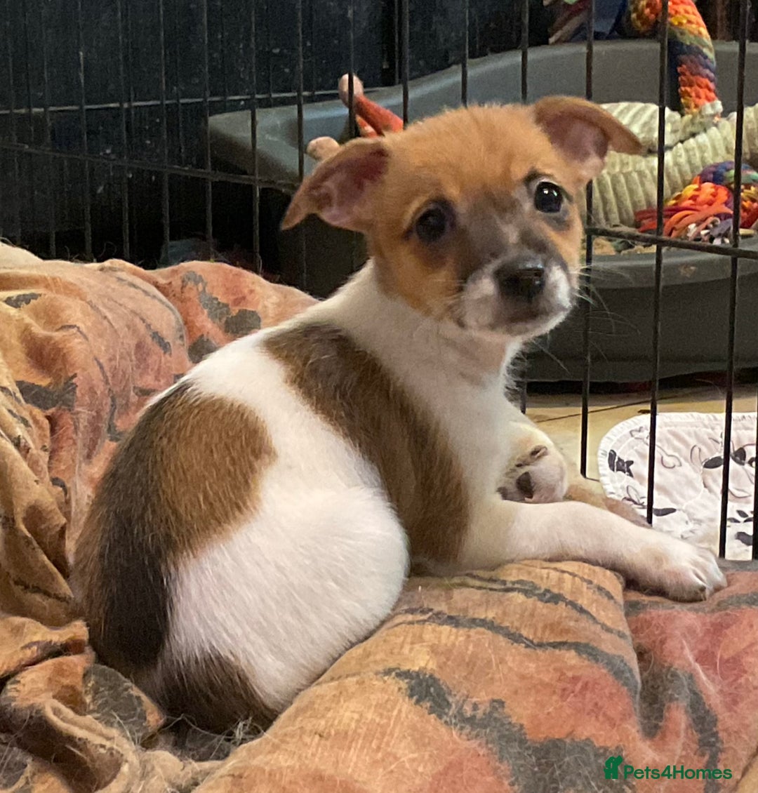 Jack Russell dogs for sale: READY NOW !  No time wasters ! - Image 2