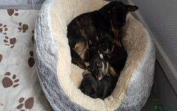 Chihuahua dogs for sale: Chihuahua Puppies - Image 12