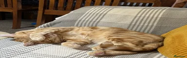 Biscoff 