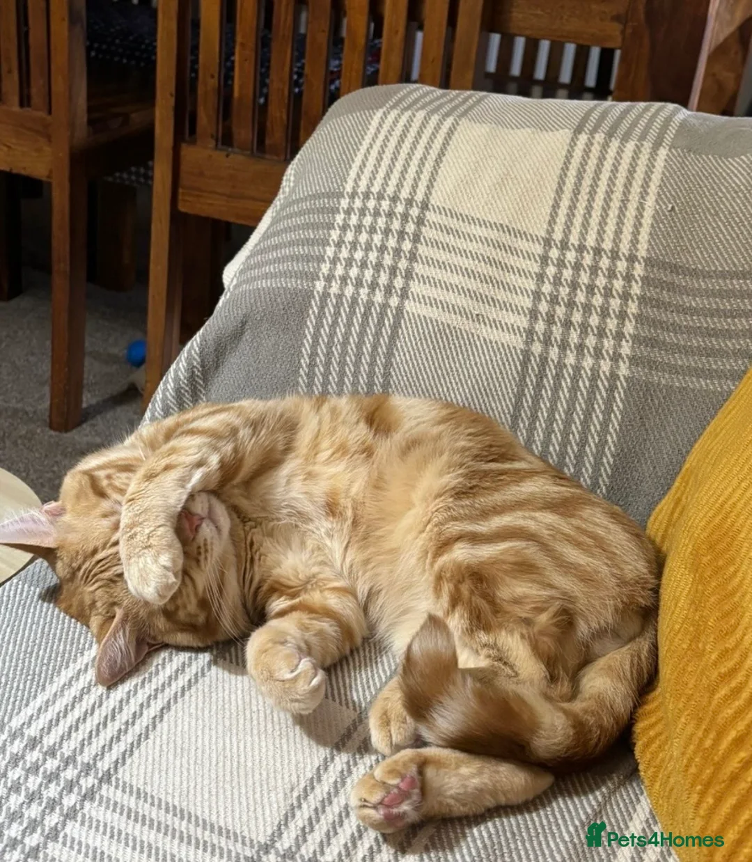 Domestic Shorthair cats for sale: 3 little sweet boys great for those with children  - Advert 2