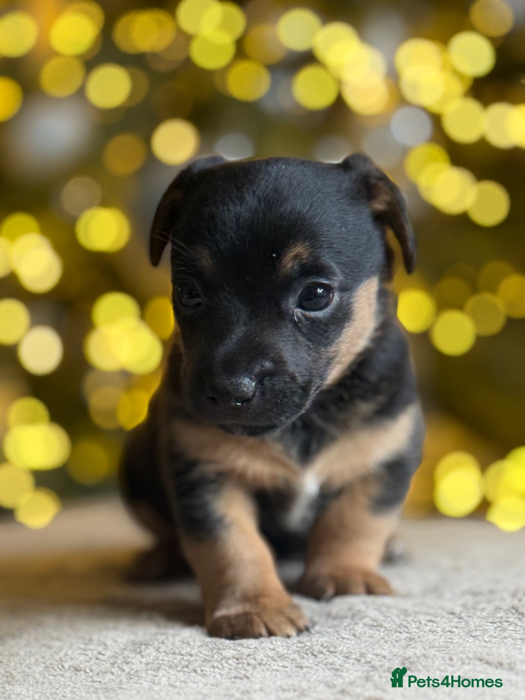 Jack Russell dogs for sale: ✨ Exceptional Miniature Jack Russell Puppies ✨ - Advert 3