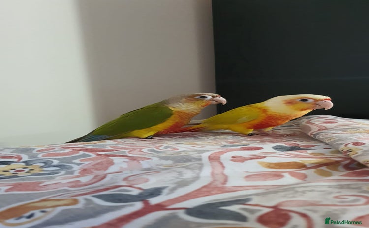 Conures birds - Advert 1
