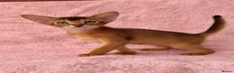Abyssinian cats for sale: Gorgeous Abyssinian ruddy girls🤎❤️ - Advert 19