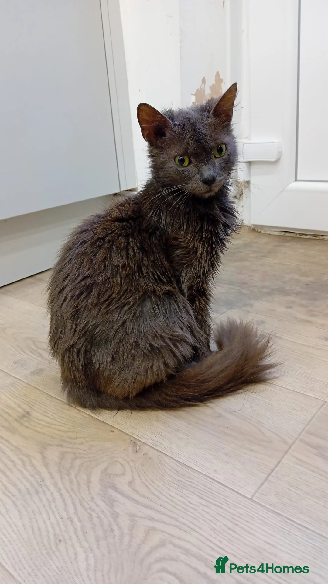 British Longhair cats for sale: 5 × British Longhair kittens - Dewormed - Deflead in Bradford - Advert 2