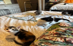British Shorthair cats for sale: Kittens for sale  - Image 7
