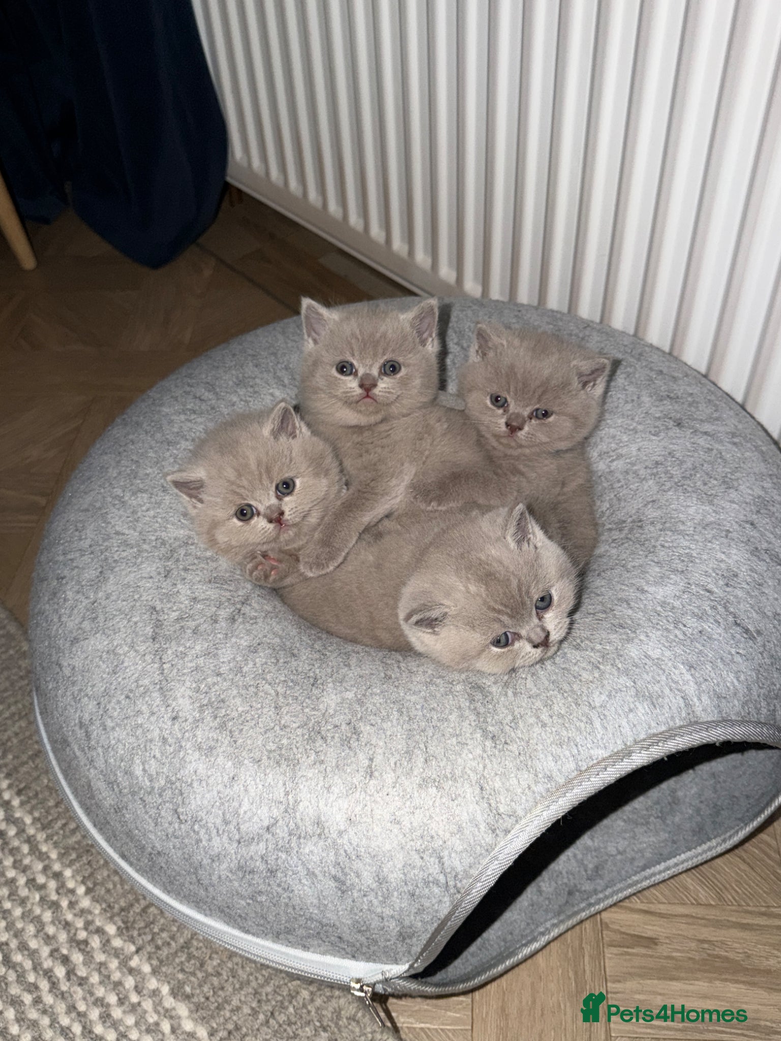 British Shorthair cats for sale: Beautiful Lilac British Shorthaired Kittens - Advert 1