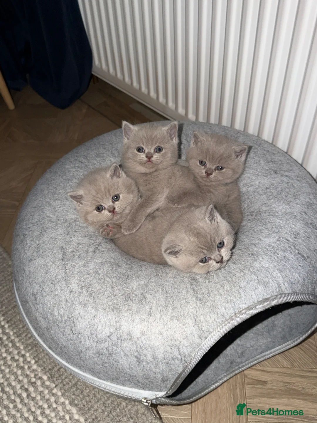 British Shorthair cats for sale: Beautiful Lilac British Shorthaired Kittens - Advert 1