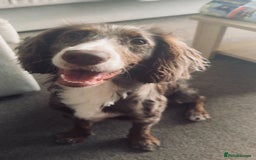 Cocker Spaniel dogs for sale: 1 Gorgeous Girl Cocker Spaniels - Ready to leave - Image 9