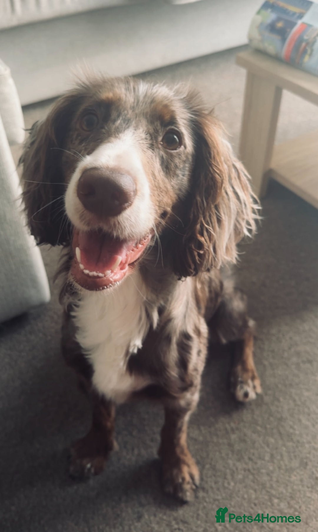 Cocker Spaniel dogs for sale: 1 Gorgeous Girl Cocker Spaniels - Ready to leave - Image 9