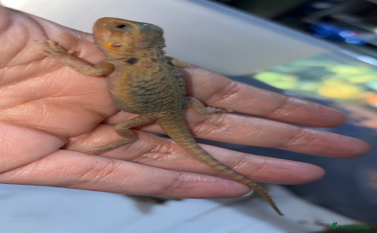 Bearded Dragon reptiles - Advert 5