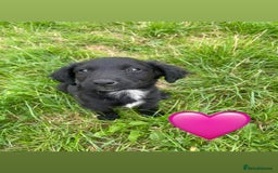 Sprollie dogs for sale: Sprollie Pups - Image 2