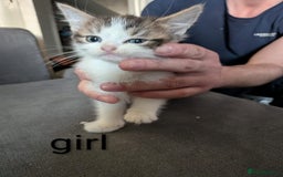 Mixed Breed cats for sale: Kittens needing forever homes  - Image 1