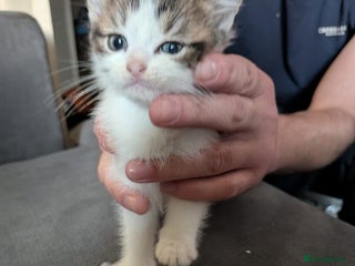 Mixed Breed cats - Advert 36