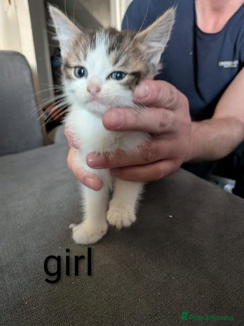 Mixed Breed cats Kittens needing forever homes - Advert 6