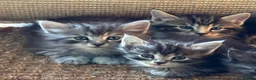 Ragdoll cats for sale: Kittens for sale - Advert 13