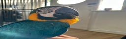 Macaws birds for sale: Hand reared tame Baby blue and gold macaw - Advert 3