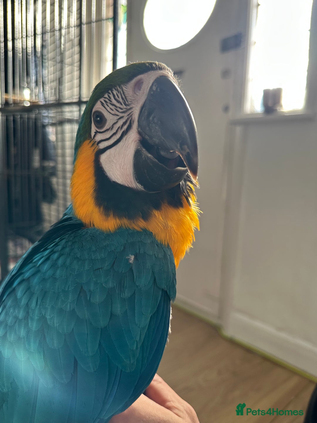 Macaws birds for sale: Hand reared tame Baby blue and gold macaw - Advert 3