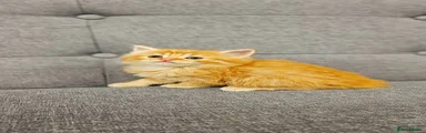 Kitten 2