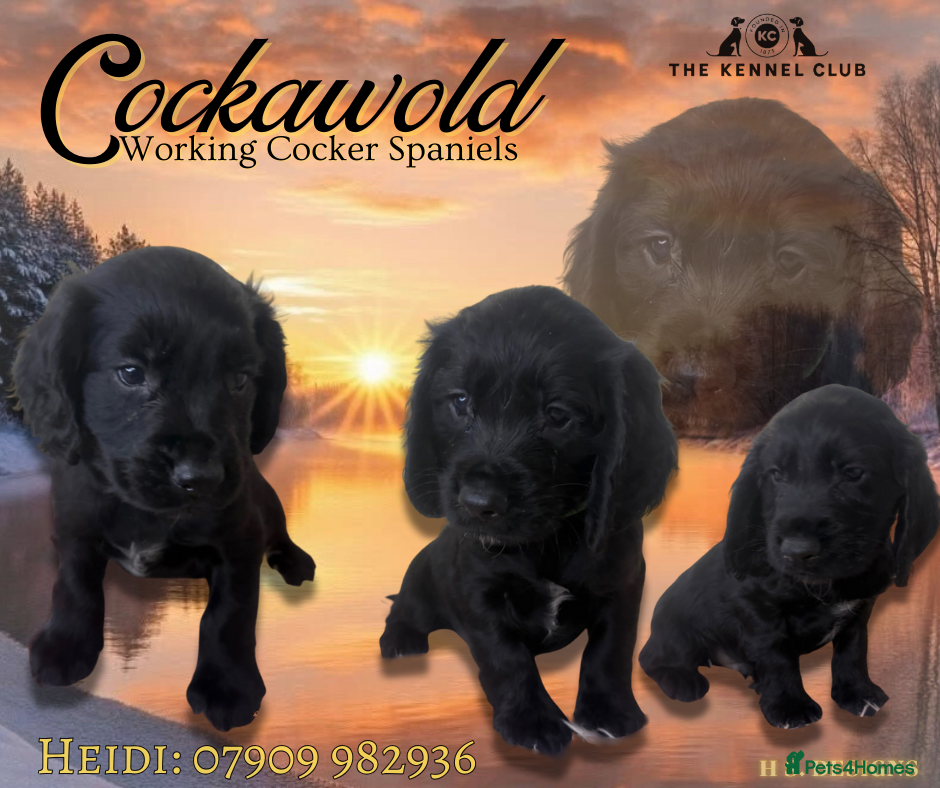 Cocker Spaniel dogs 🖤 Quality Black RKC Cockers 🖤 Ready Mid March 🖤 - Advert 1