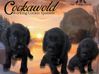 Cocker Spaniel dogs 🖤 Quality Black RKC Cockers 🖤 Ready Mid March 🖤 - Advert 2