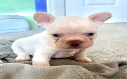 French Bulldog dogs for sale: KC registered French Bulldog puppies. READY 31/8 - Image 22