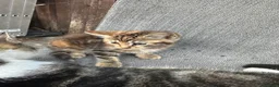 Mixed Breed cats for sale: Male kitten for sale  - Advert 2