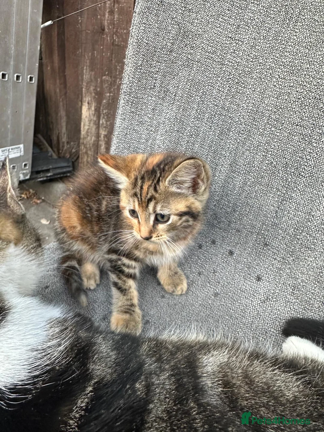 Mixed Breed cats for sale: Male kitten for sale  - Advert 2