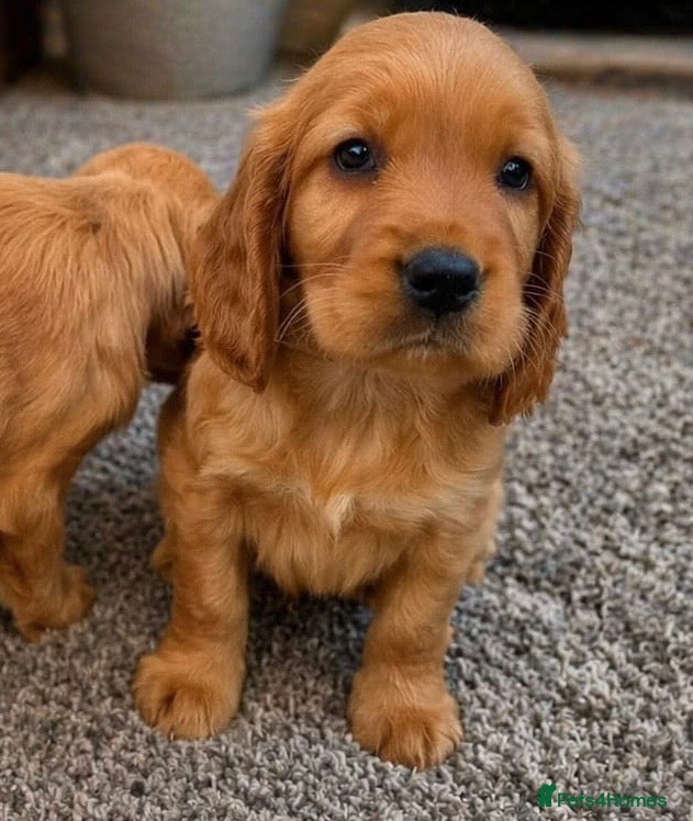 Cocker Spaniel dogs 🌈 Ready To Leave 🌈 - Advert 1