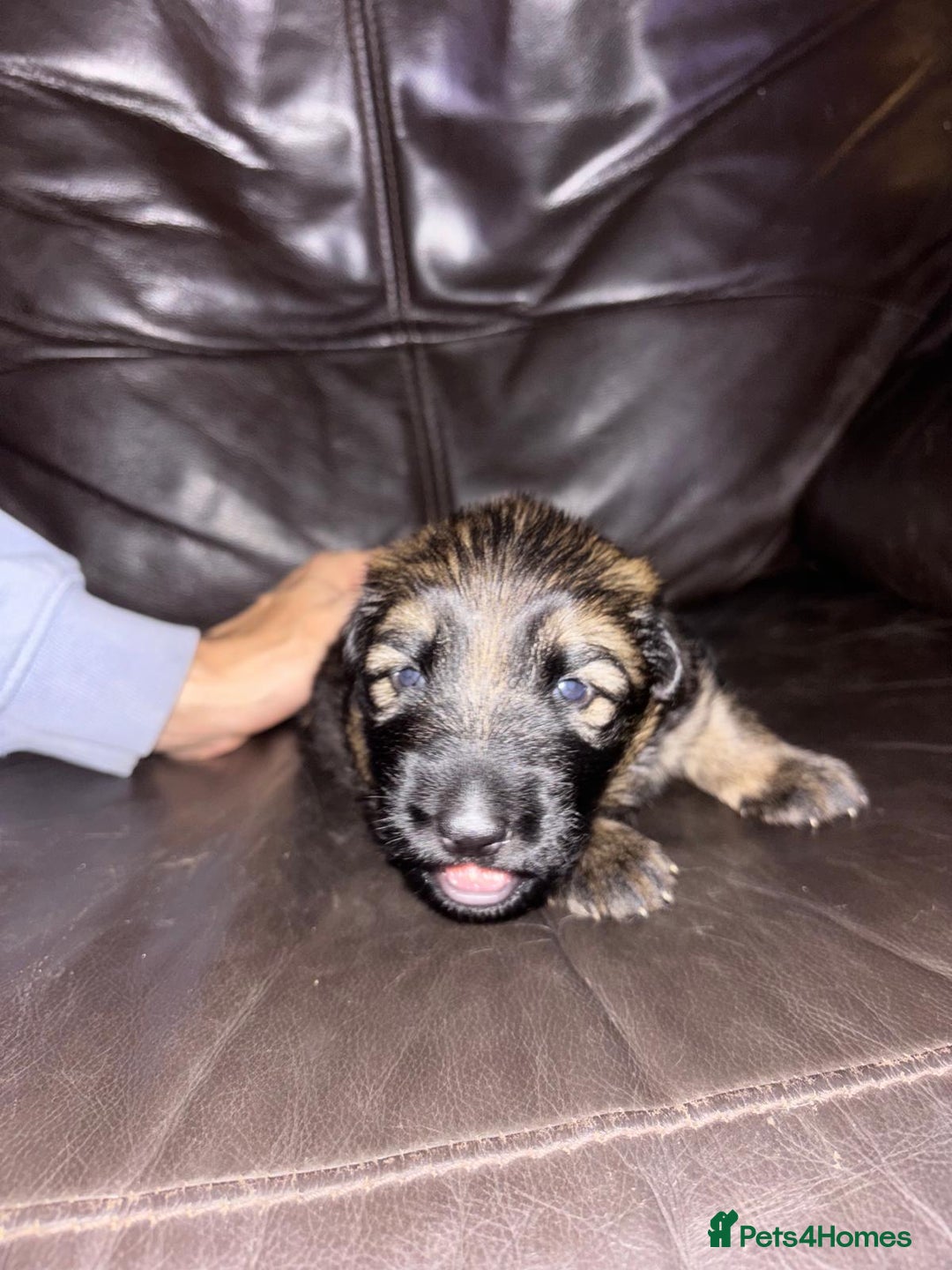 German Shepherd dogs for sale: 5 gorgeous german shepherd puppies for sale  - Advert 16