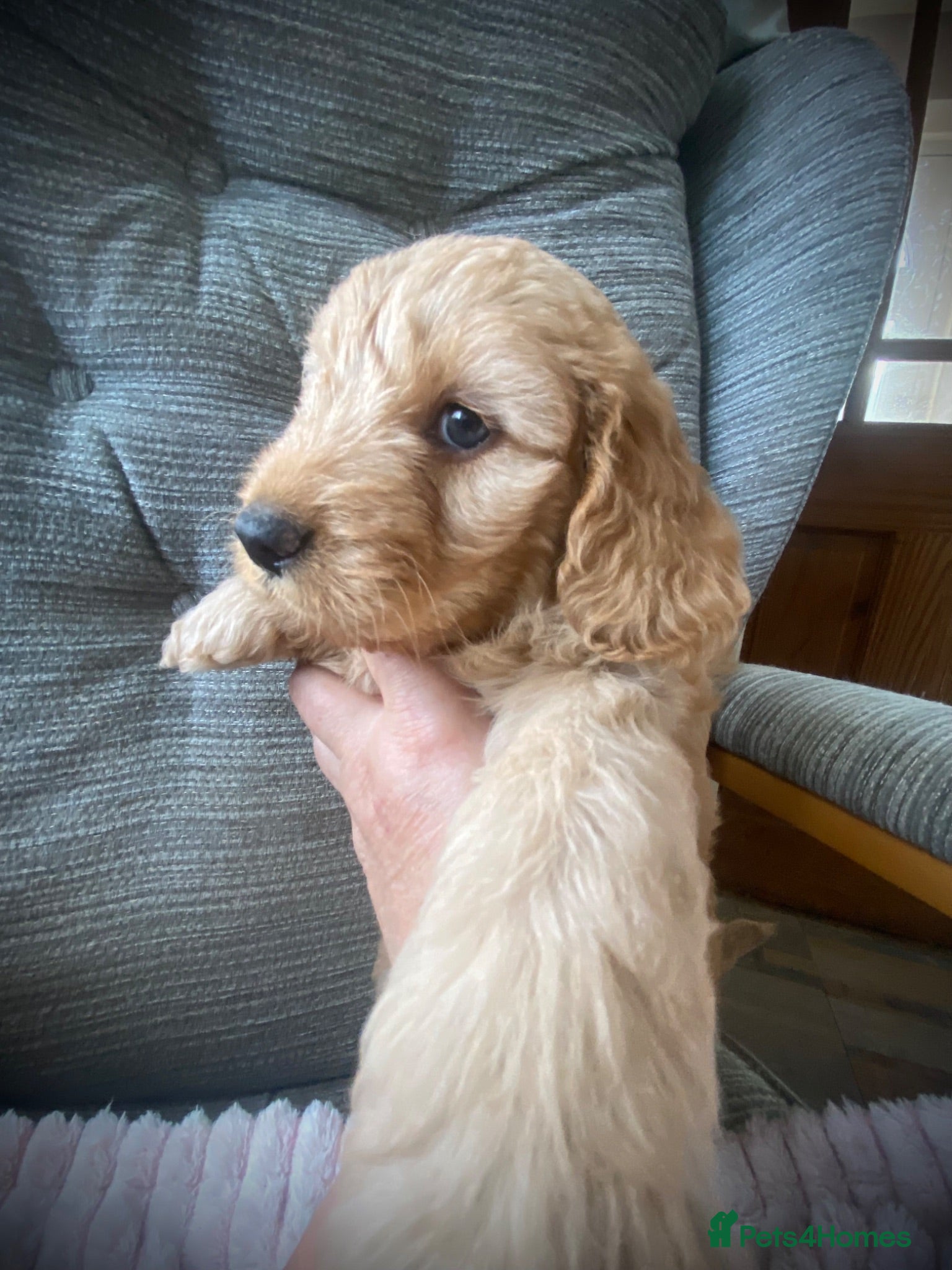 Cockapoo dogs Multi generation DNA Health Clear Cockapoo Pups  - Advert 2