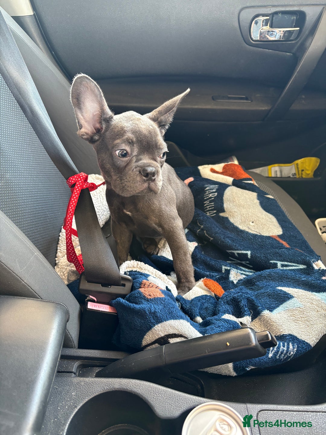 French Bulldog dogs for sale: 1 KC REG BOY LEFT 🩵🩵🩵 READY TO GO 🩵 in Basildon - Image 3